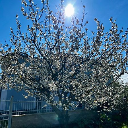 A Casa Di Marco Guesthouse - Apt Di Ciampino E Stazione Per Roma Marino Bagian luar foto